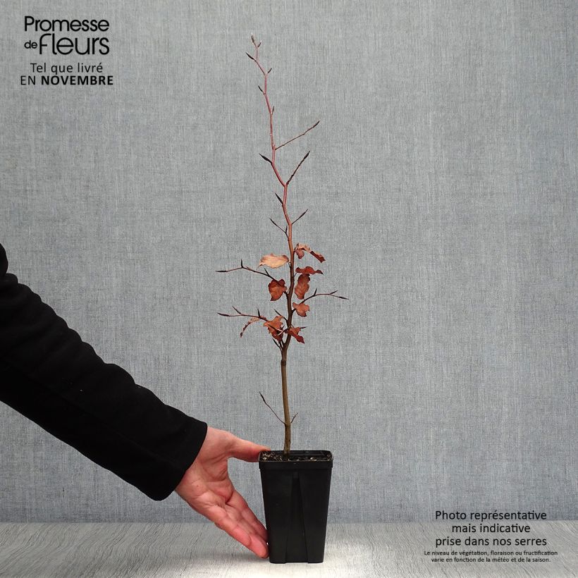 Amostra de Faia Atropurpurea Vaso de 8/9 cm tal como entregue no outono
