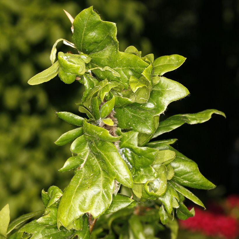 Faia Cristata (Folhagem)