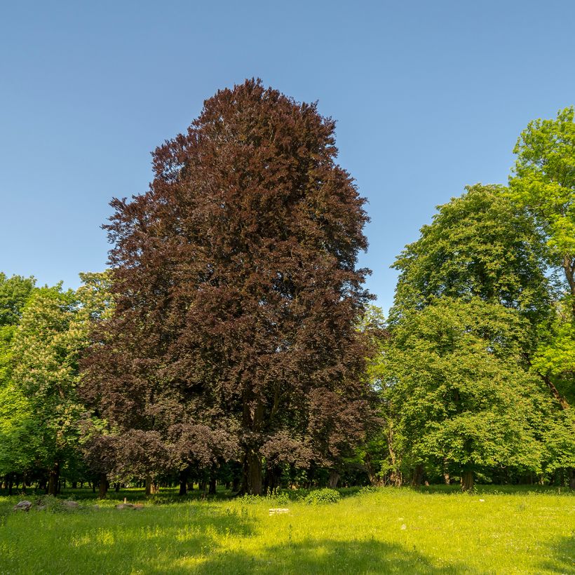 Faia Dawyck Purple (Hábito)