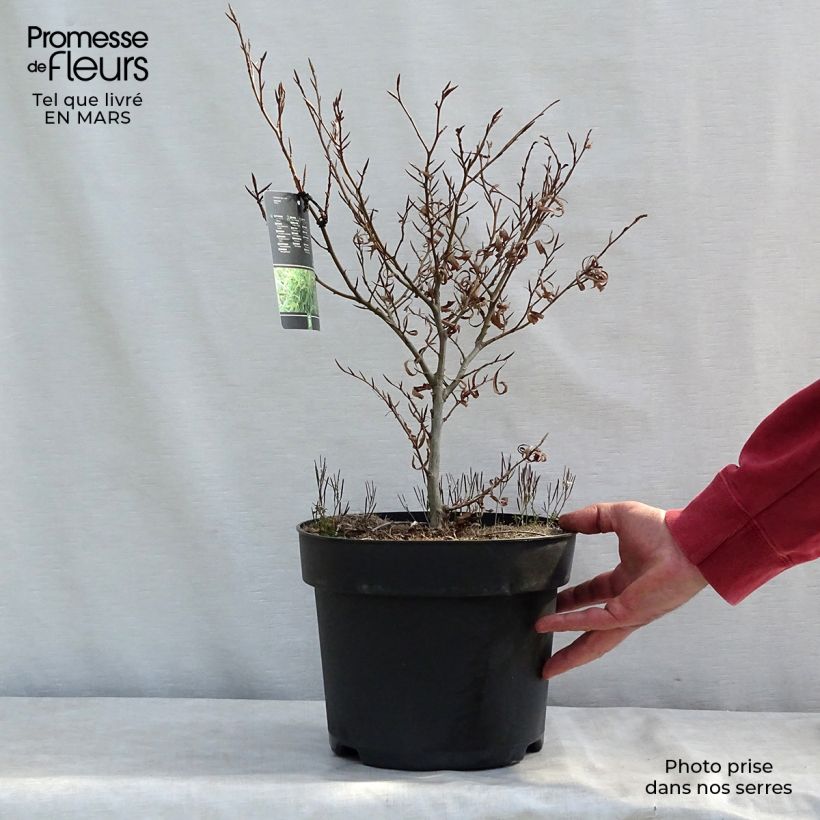 Amostra de Fagus sylvatica Mercedes - Hêtre nain Vaso de 4 L/5 L tal como entregue no inverno