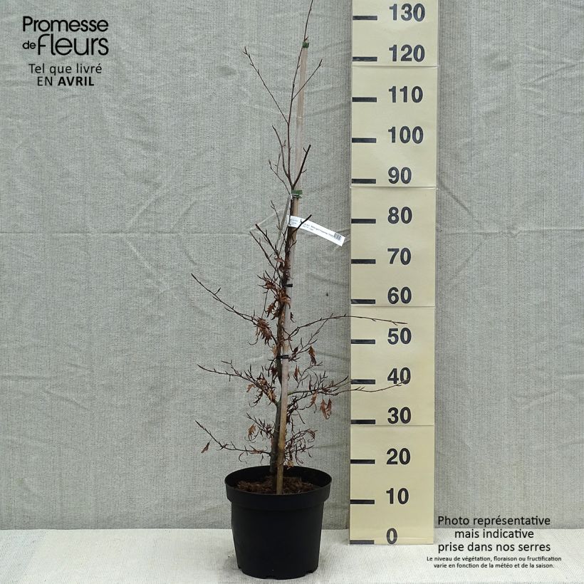 Amostra de Faia Midnight Feather Vaso de 4 L/5 L tal como entregue na primavera