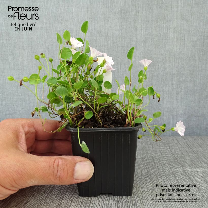 Amostra de Falkia repens Vaso de 8/9 cm tal como entregue no verão