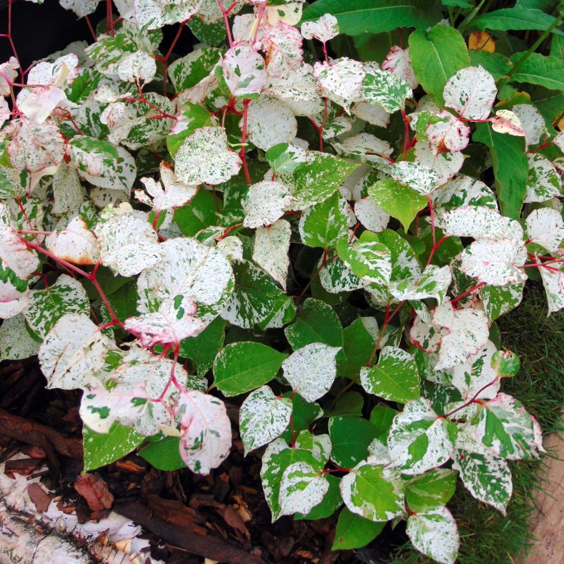 Fallopia japonica Variegata (Folhagem)