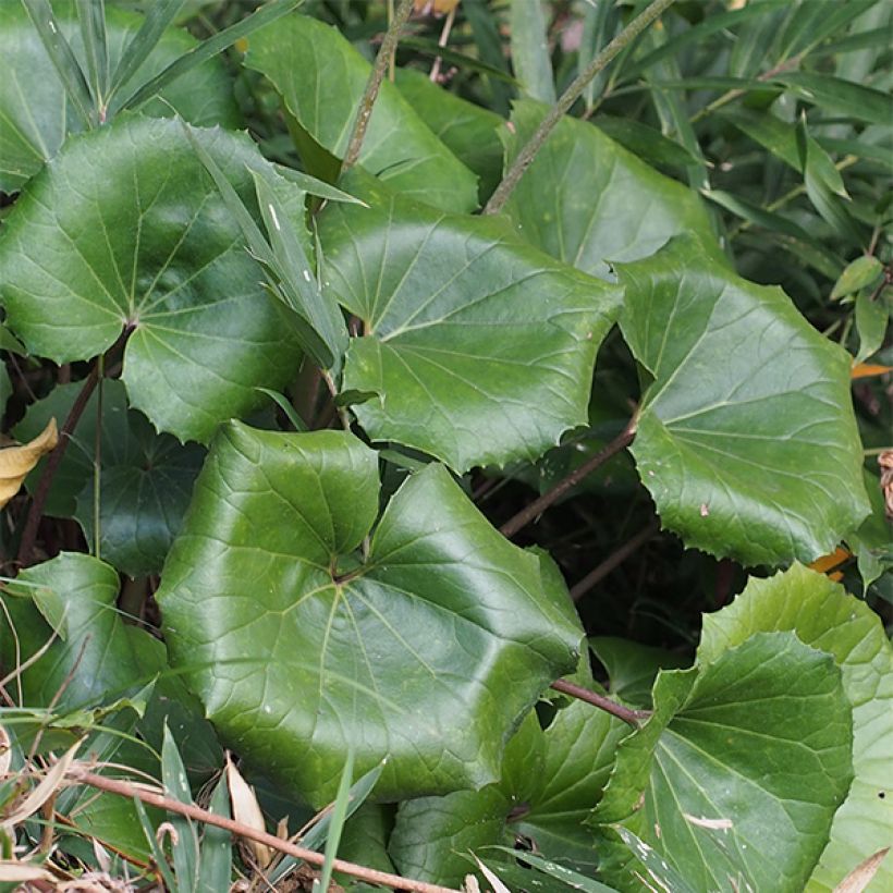 Farfugium japonicum (Folhagem)