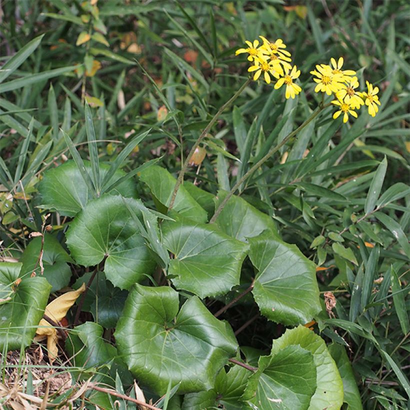 Farfugium japonicum (Hábito)