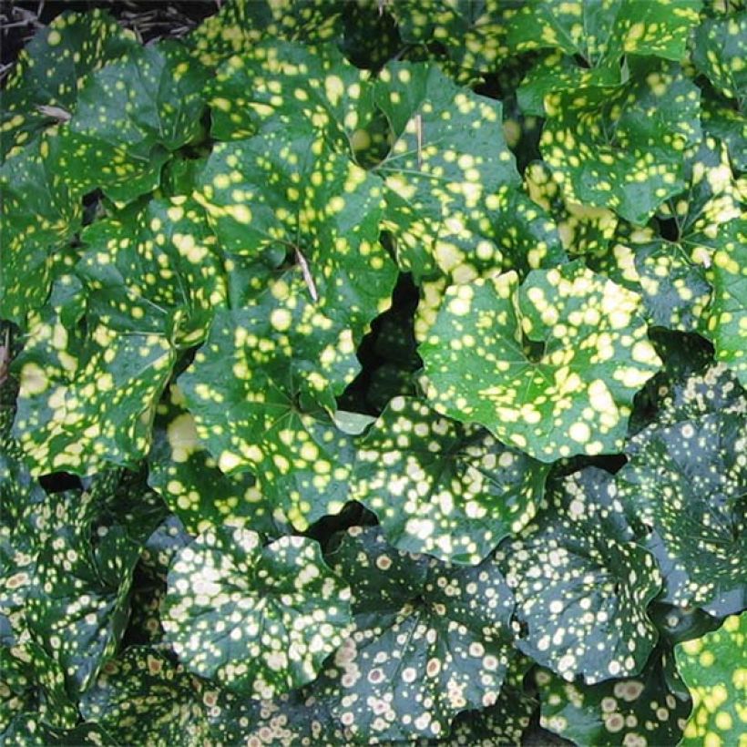 Farfugium japonicum Aureomaculatum (Folhagem)