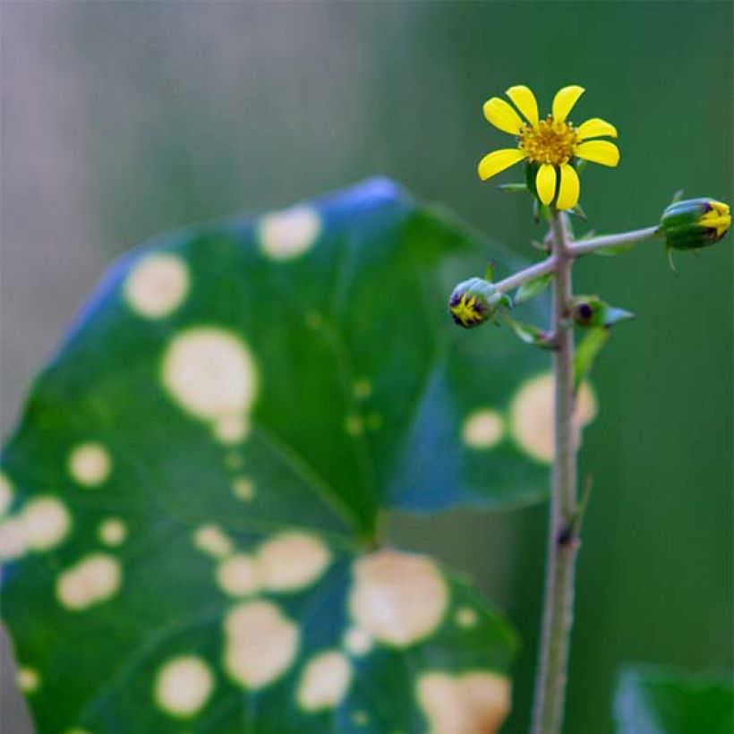 Farfugium japonicum Aureomaculatum (Floração)