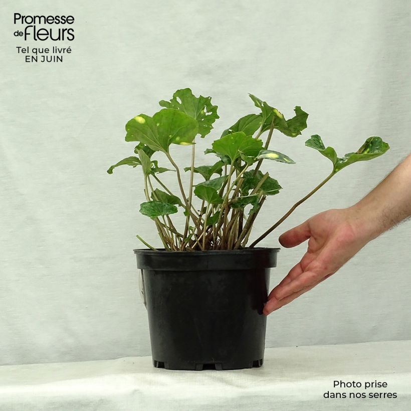 Amostra de Farfugium japonicum Aureomaculatum Vaso de 3 L/4 L tal como entregue no verão
