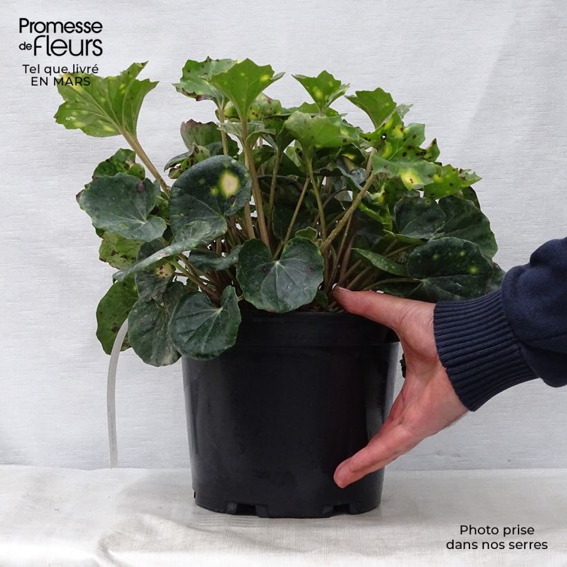 Amostra de Farfugium japonicum Aureomaculatum Vaso de 3 L/4 L tal como entregue na primavera