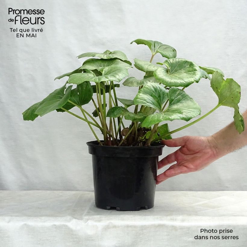 Amostra de Farfugium japonicum Gigantea Vaso de 3 L/4 L tal como entregue na primavera