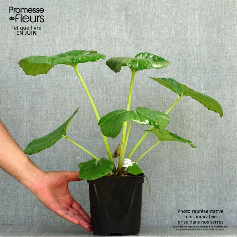 Amostra de Farfugium japonicum Gigantea Vaso de 3 L/4 L tal como entregue no verão