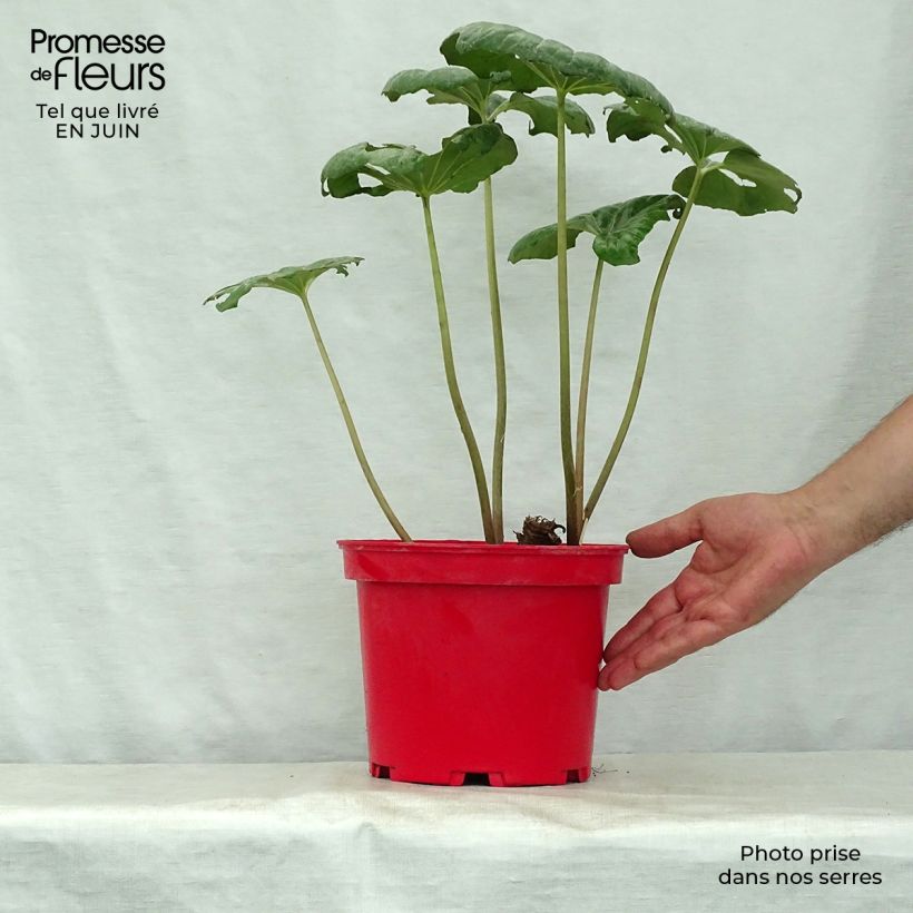 Amostra de Farfugium japonicum Vaso de 3 L/4 L tal como entregue no verão