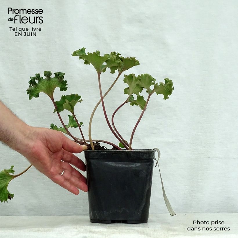 Amostra de Farfugium japonicum Wavy Gravy Vaso de 2 L/3 L tal como entregue no verão