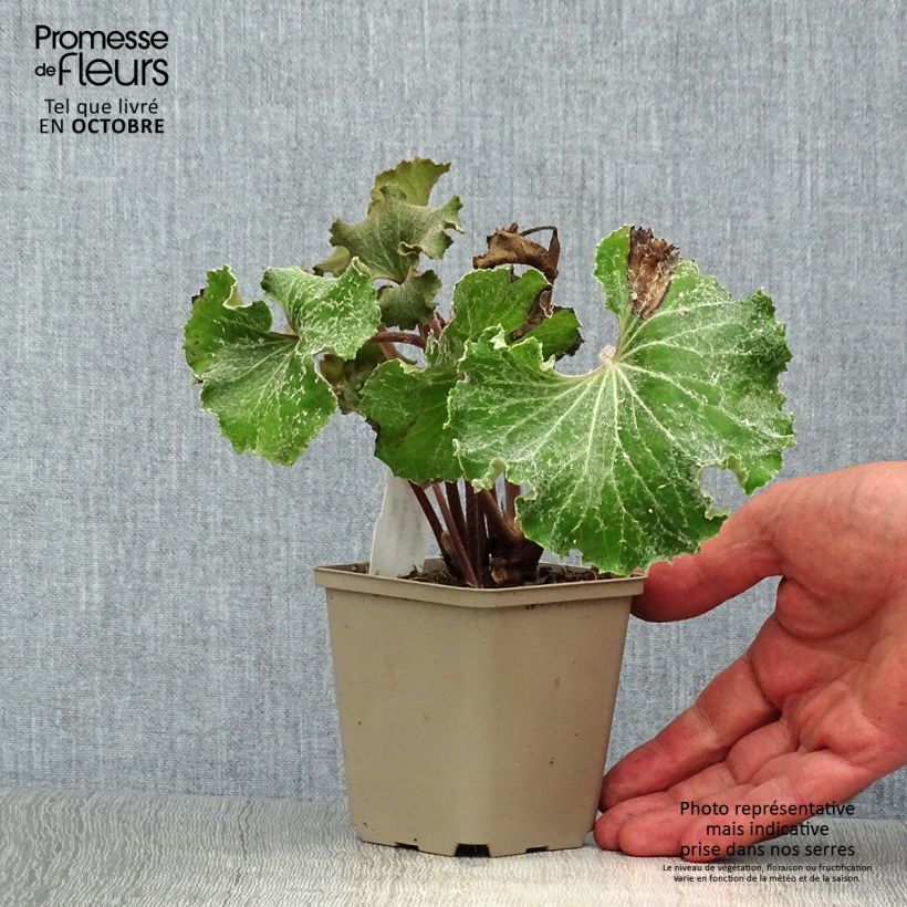 Amostra de Farfugium japonicum Wavy Gravy Vaso de 8/9 cm tal como entregue no outono