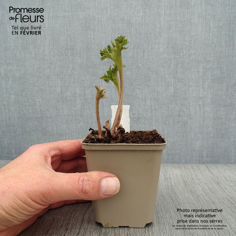 Amostra de Farfugium japonicum Wavy Gravy - Plante panthère Vaso de 8/9 cm tal como entregue no inverno