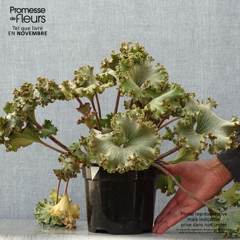 Amostra de Farfugium japonicum Wavy Gravy Vaso de 2 L/3 L tal como entregue no outono