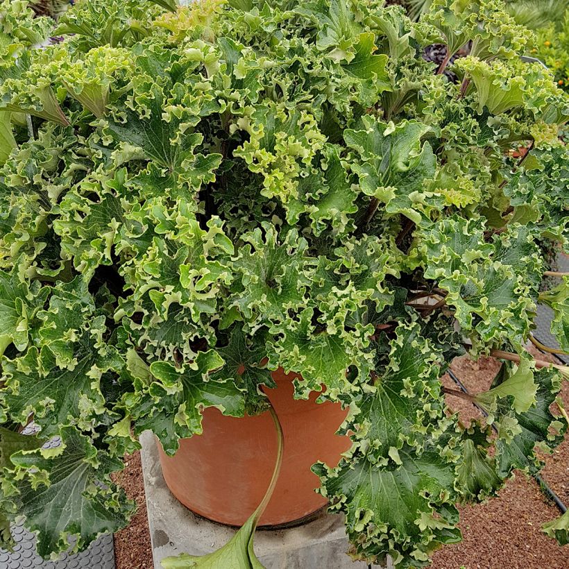 Farfugium japonicum Wavy Gravy (Hábito)