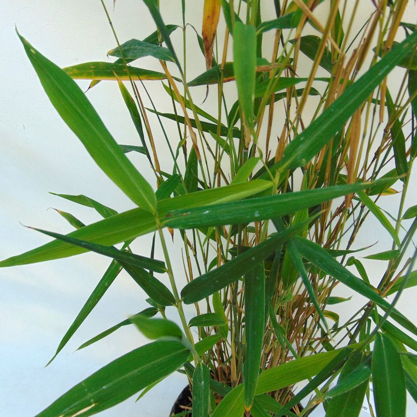 Fargesia papyrifera Blue Dragon (Folhagem)