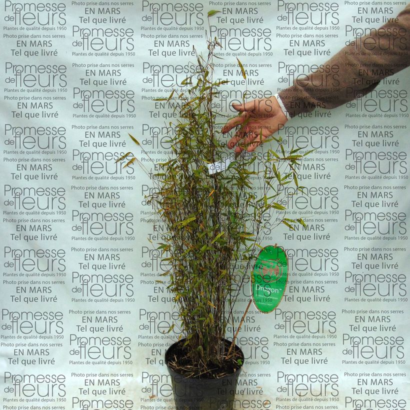 Exemplo de amostra de Fargesia Green Dragon - Bambou non traçant. Vaso de 2 L/3 L tal como entregue