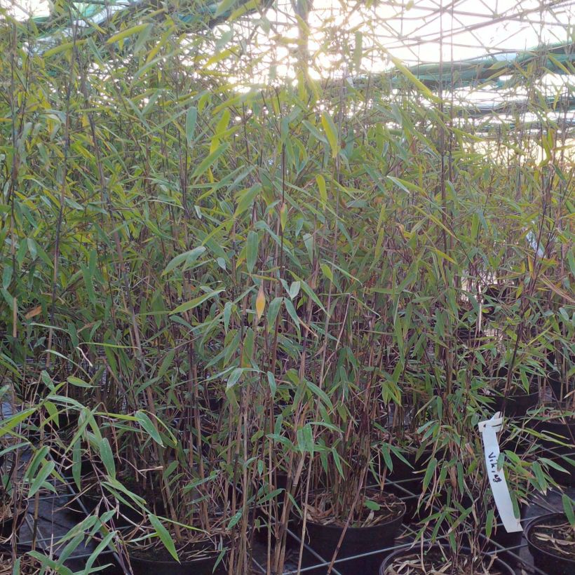 Fargesia nitida × murielae Viking (Hábito)