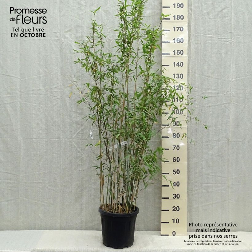 Amostra de Fargesia nitida × murielae Viking Vaso de 12 L/15 L tal como entregue na primavera