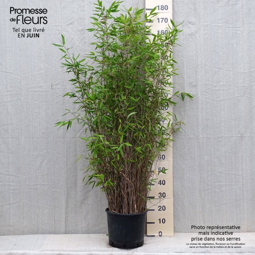 Amostra de Fargesia nitida × murielae Viking Vaso de 12 L/15 L tal como entregue no verão