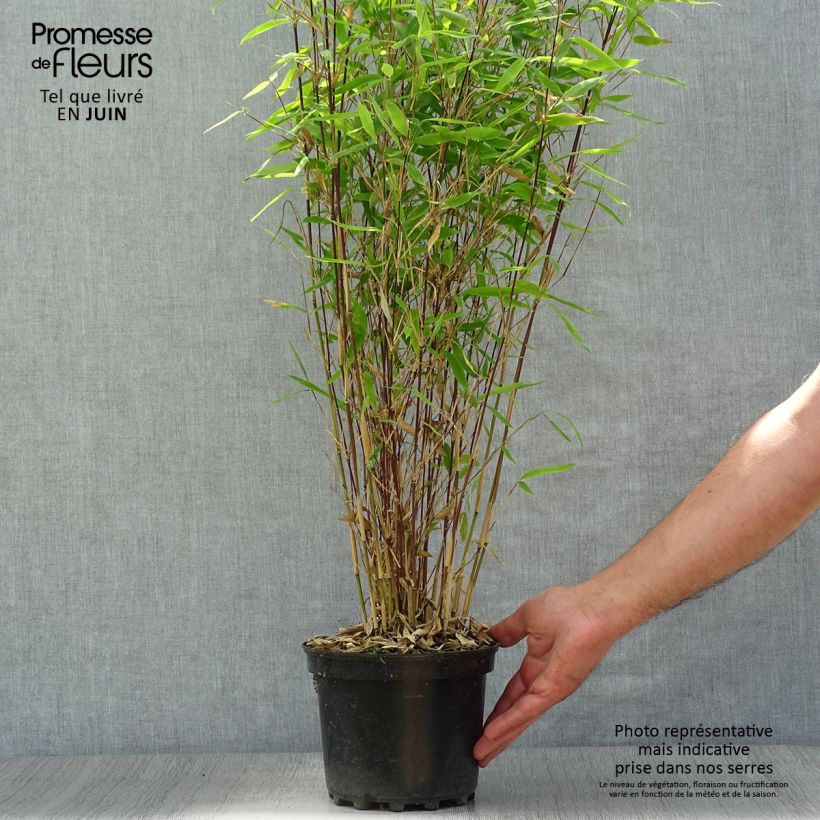 Amostra de Fargesia nitida × murielae Winter Joy Vaso de 2 L/3 L tal como entregue no verão