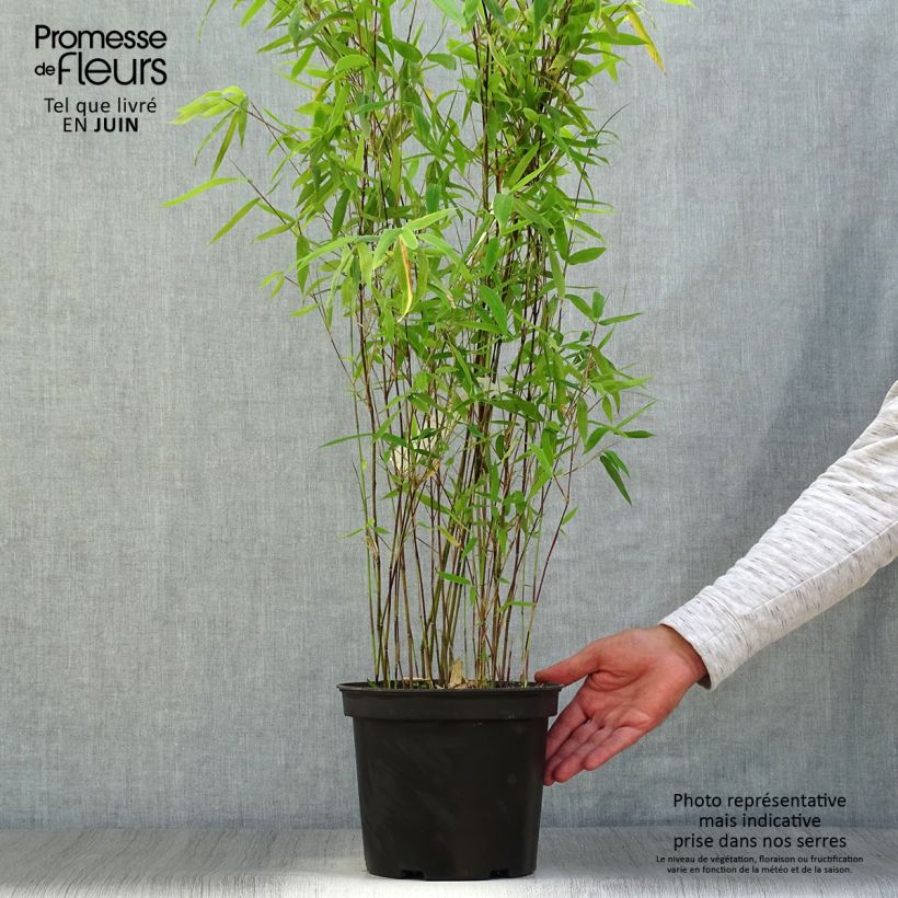 Amostra de Fargesia nitida × murielae Winter Joy Vaso de 4 L/5 L tal como entregue no verão