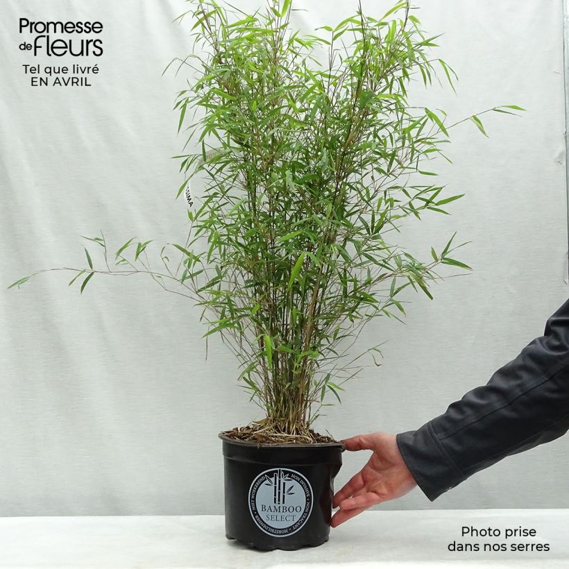 Amostra de Fargesia angustissima Vaso de 4 L/5 L tal como entregue na primavera