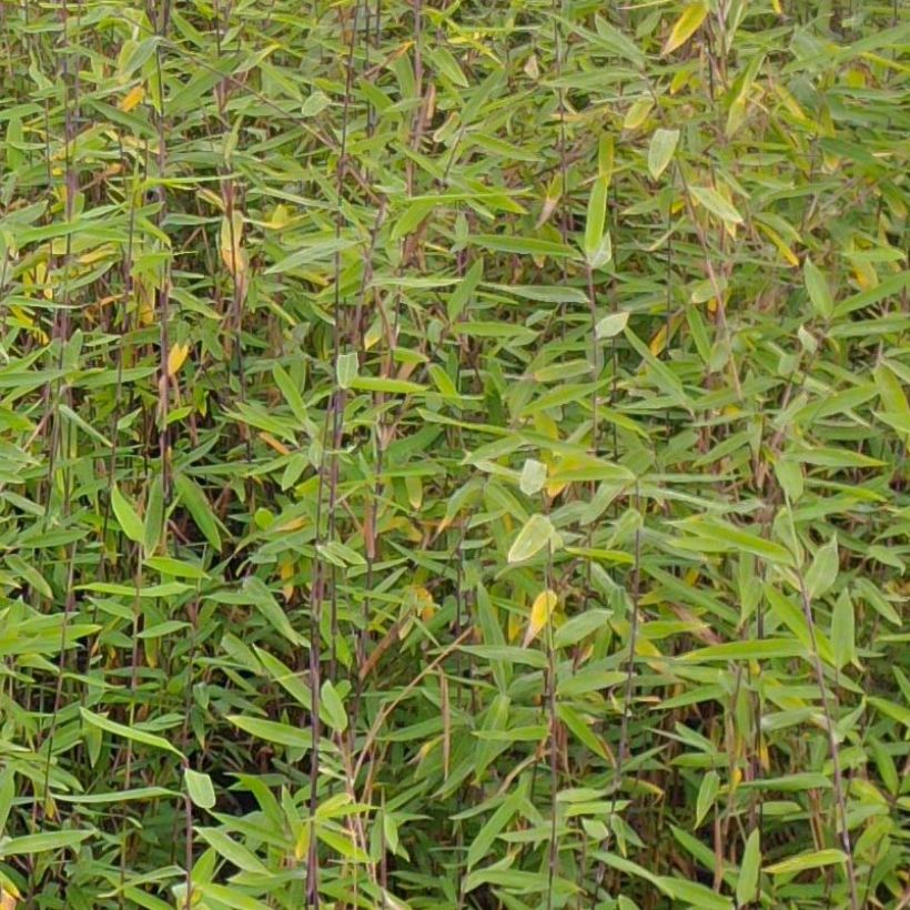 Fargesia demissa Gerry (Folhagem)