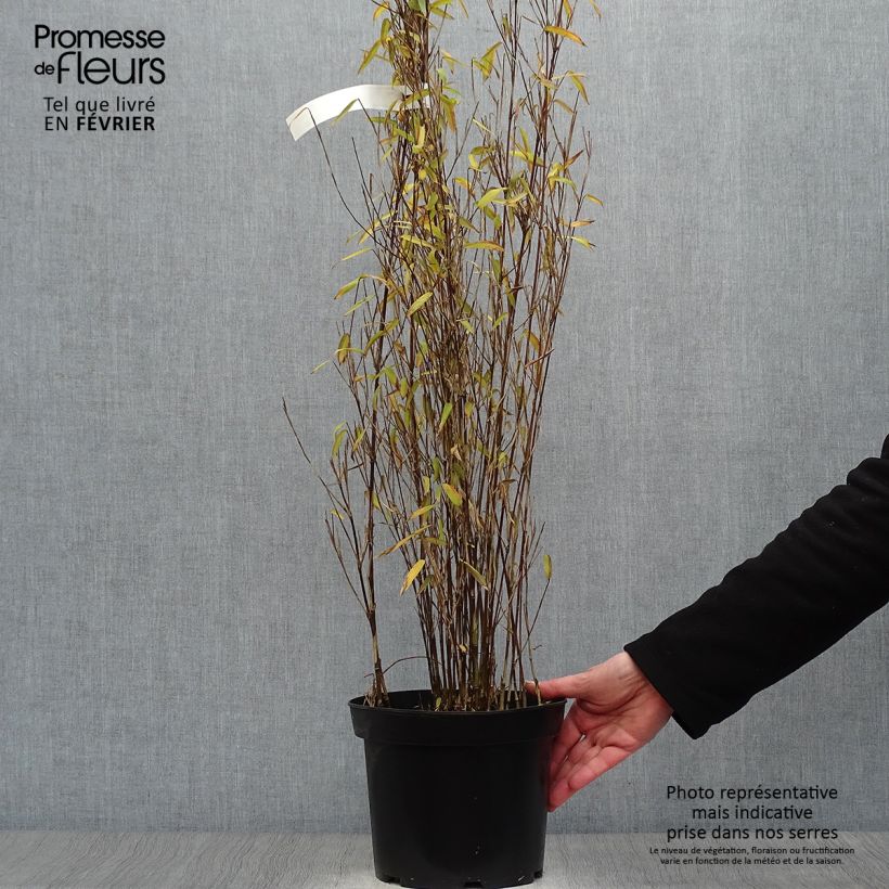 Amostra de Fargesia demissa Gerry - Bambou non traçant Vaso de 4 L/5 L tal como entregue no inverno