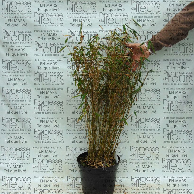 Exemplo de amostra de Fargesia murielae Panda - Bambou non traçant Vaso de 2 L/3 L tal como entregue