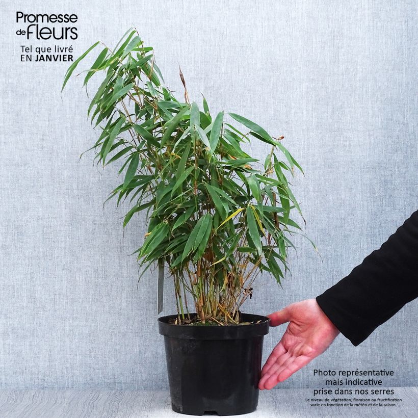 Amostra de Fargesia murielae Tauro - Bambou non tracant Vaso de 4 L/5 L tal como entregue no inverno