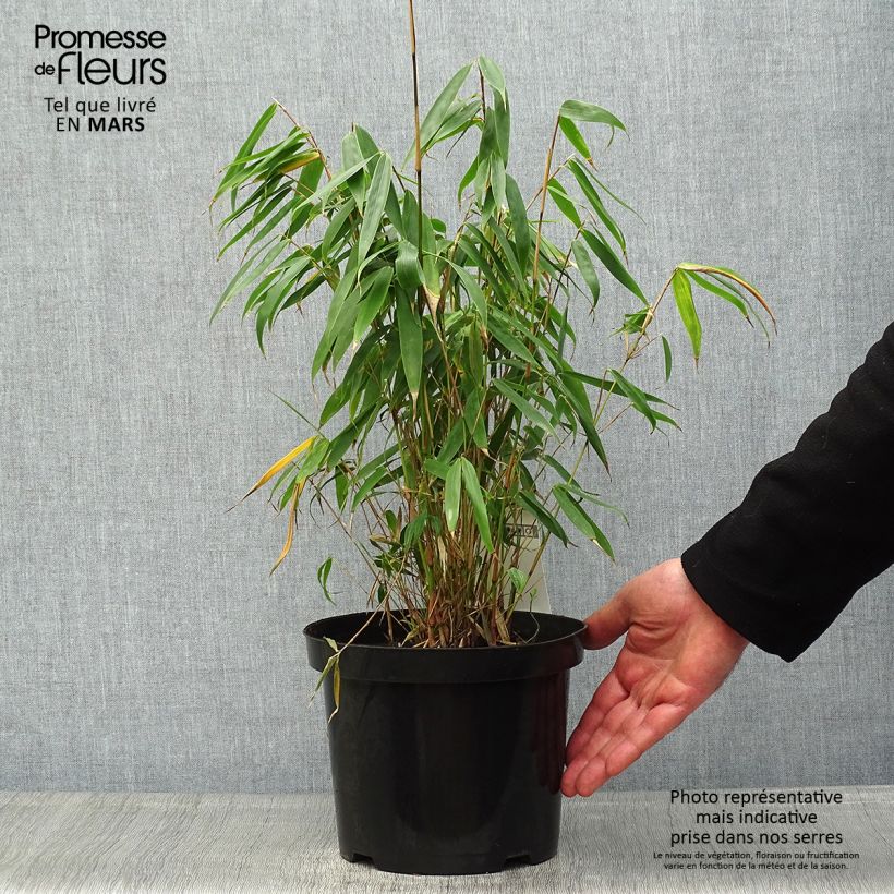 Amostra de Fargesia murielae Tauro Vaso de 4 L/5 L tal como entregue na primavera