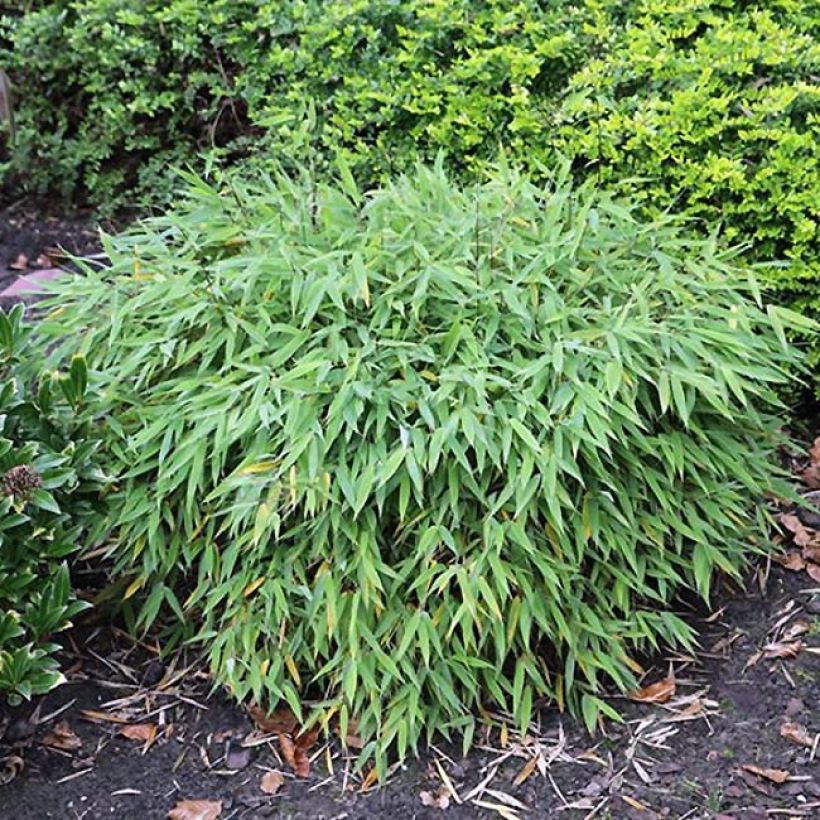 Fargesia murieliae Elias (Hábito)