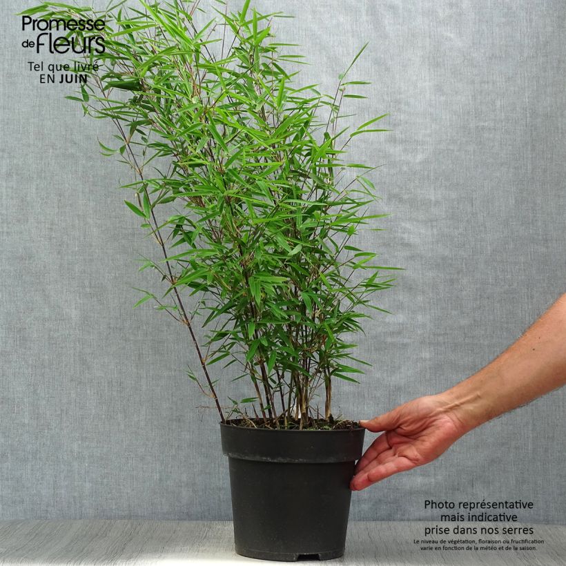 Amostra de Fargesia nitida Black Pearl Vaso de 4 L/5 L tal como entregue no verão