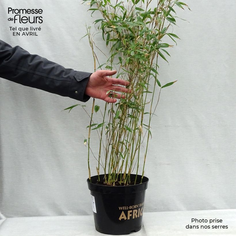 Amostra de Fargesia nitida Great Wall Vaso de 7,5 L/10 L tal como entregue na primavera