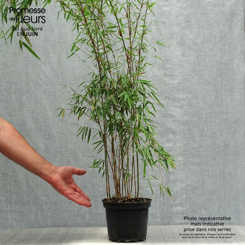 Amostra de Fargesia nitida Jiu - Bambu guarda-sol Vaso de 2 L/3 L tal como entregue no verão