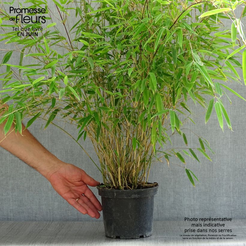 Amostra de Fargesia nitida Obelisk Vaso de 2 L/3 L tal como entregue no verão