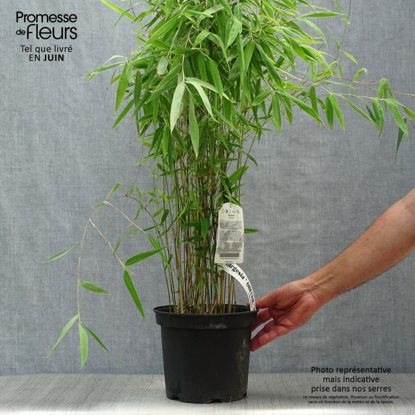 Amostra de Fargesia nitida Obelisk Vaso de 4 L/5 L tal como entregue no verão