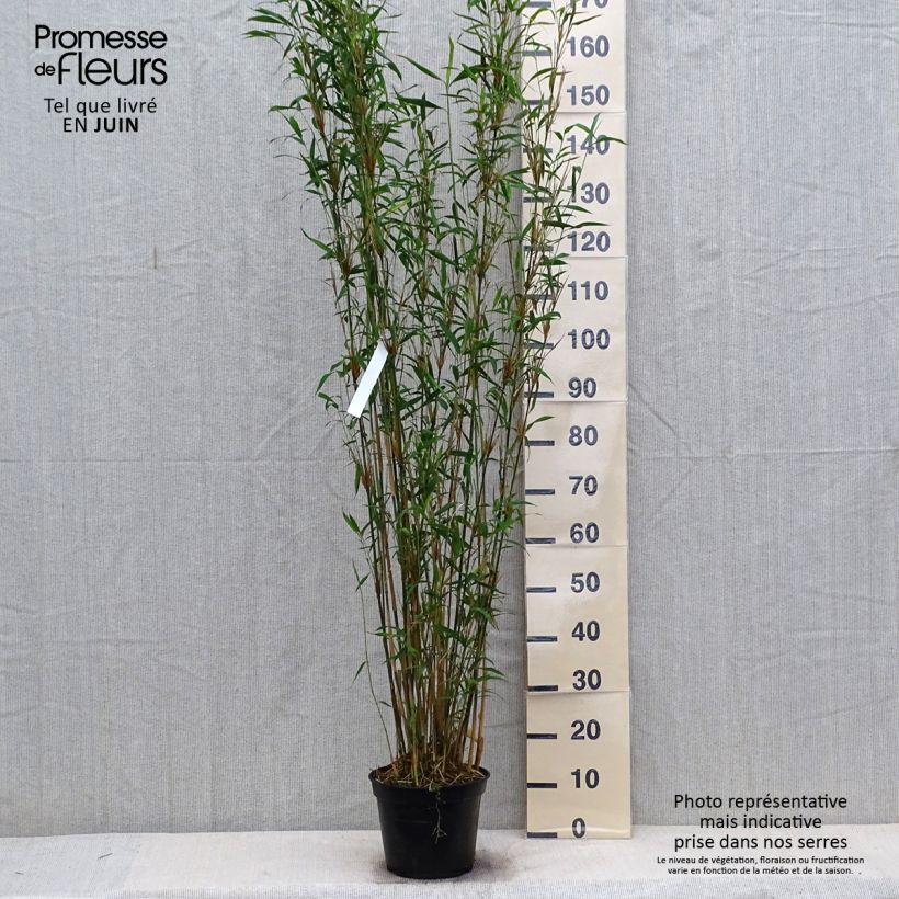 Amostra de Fargesia papyrifera Blue Dragon Vaso de 4 L/5 L tal como entregue no verão