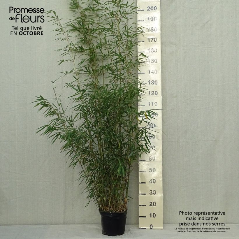 Amostra de Fargesia robusta Vaso de 4 L/5 L tal como entregue no outono