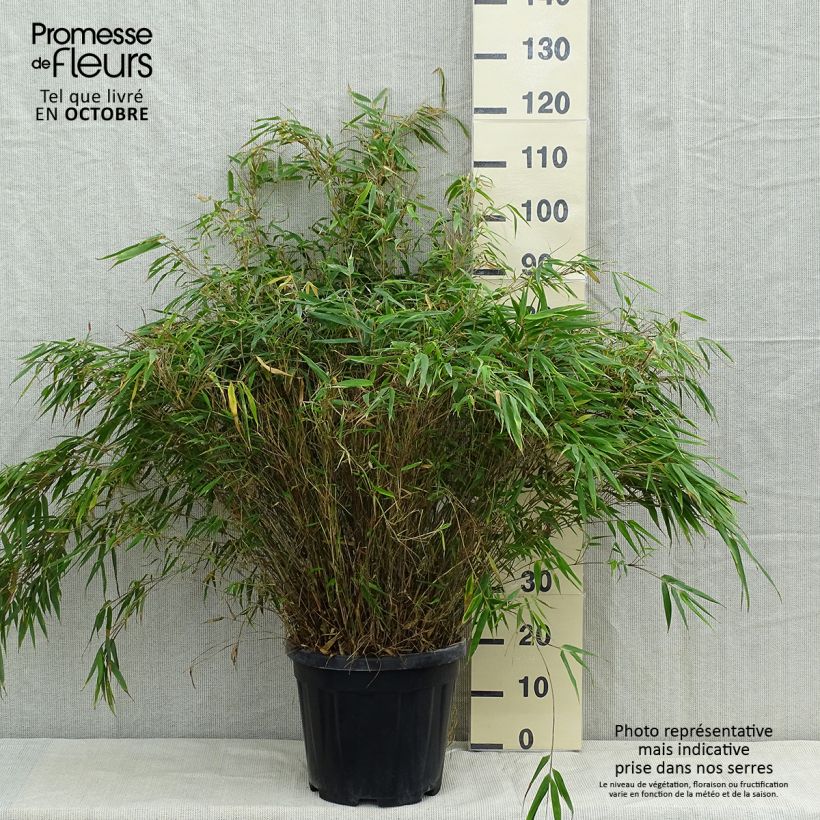 Amostra de Fargesia robusta Vaso de 18 L/20 L tal como entregue no outono