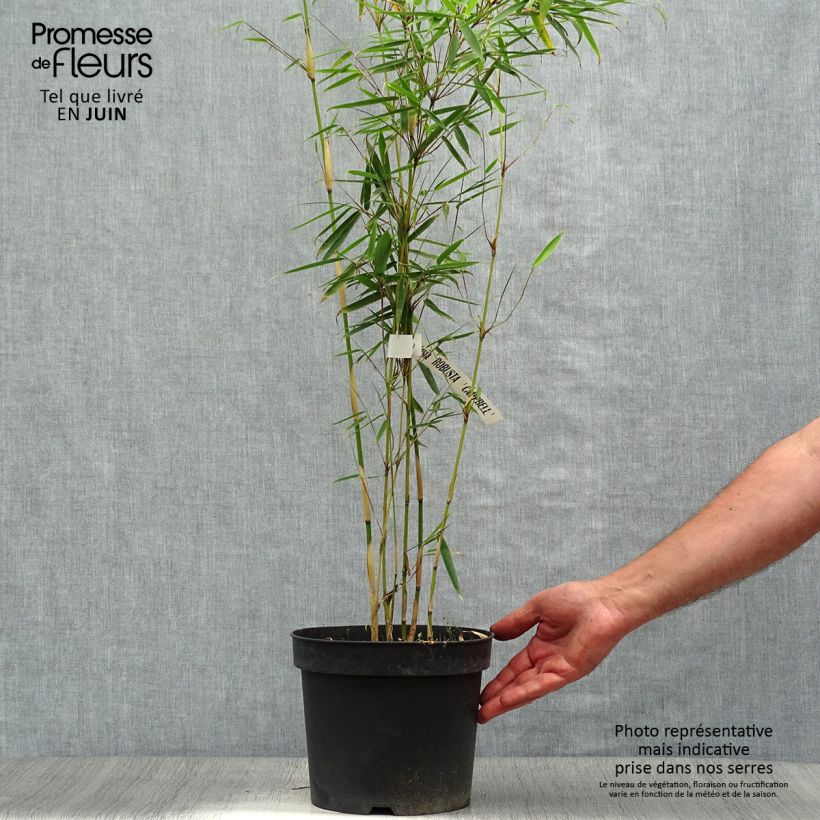 Amostra de Fargesia robusta Campbell Vaso de 3 L/4 L tal como entregue no verão