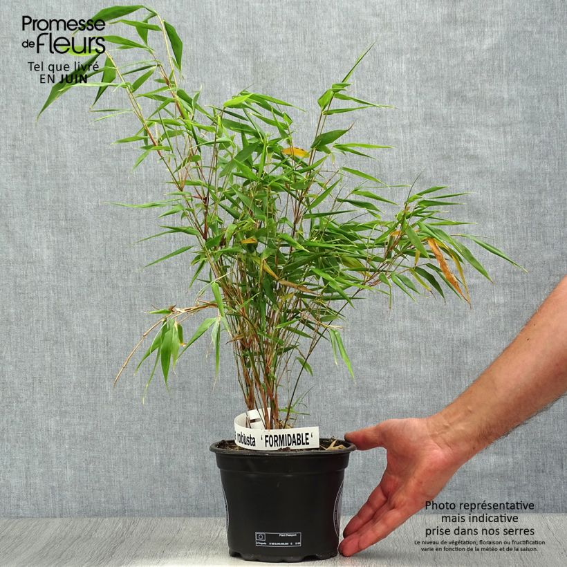 Amostra de Fargesia robusta Formidable Vaso de 1,5 L/2 L tal como entregue no verão