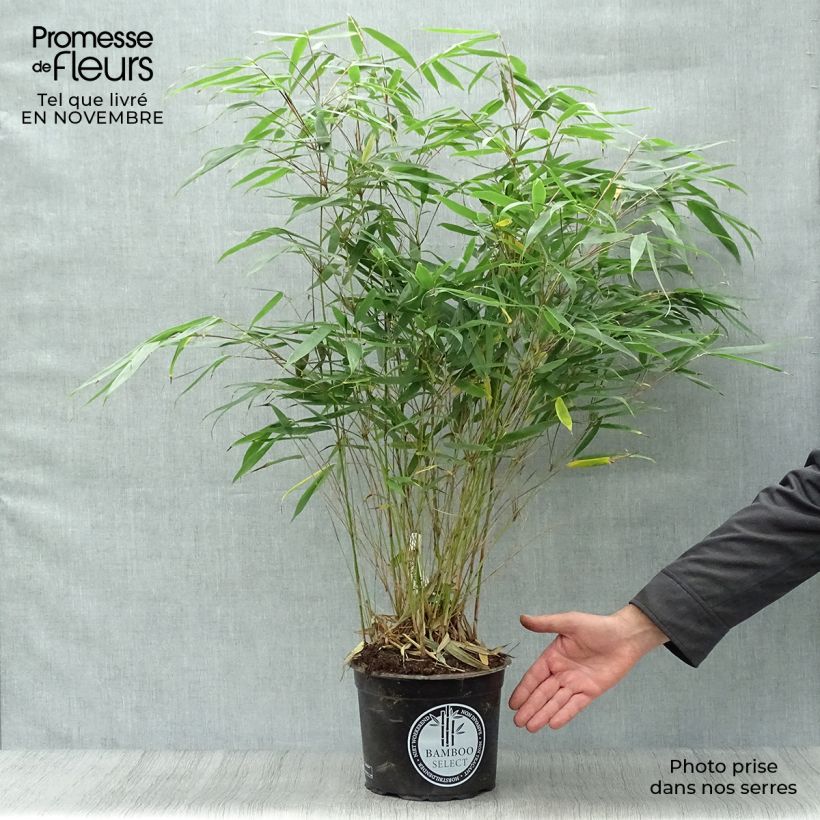 Amostra de Fargesia robusta Pingwu Vaso de 4 L/5 L tal como entregue no outono