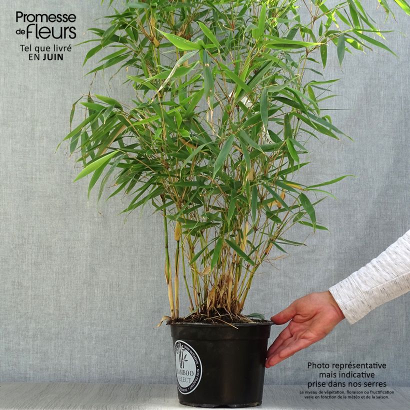 Amostra de Fargesia robusta Pingwu Vaso de 4 L/5 L tal como entregue no verão