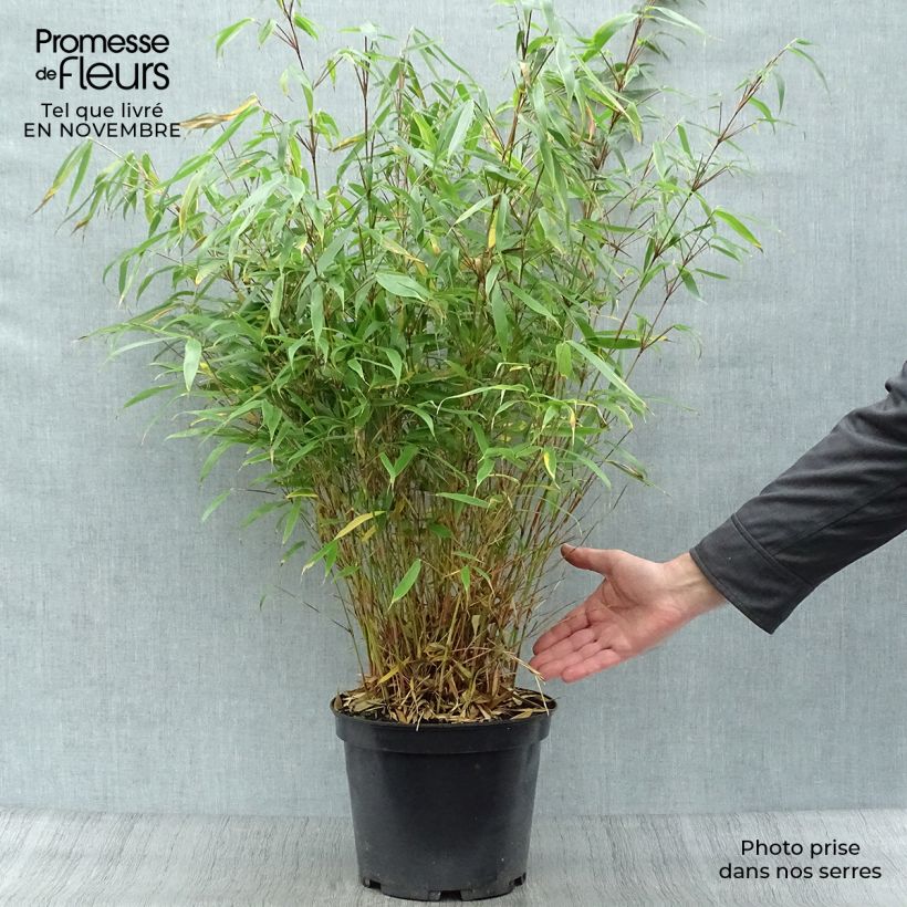 Amostra de Fargesia robusta Pingwu Vaso de 7,5 L/10 L tal como entregue no outono