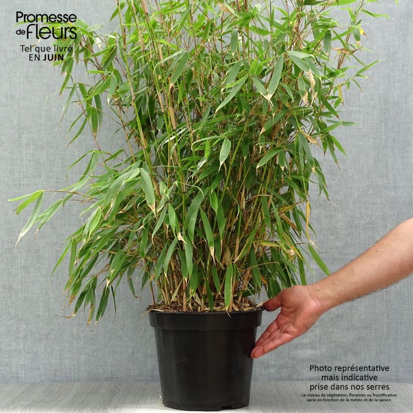 Amostra de Fargesia robusta Pingwu Vaso de 7,5 L/10 L tal como entregue no verão