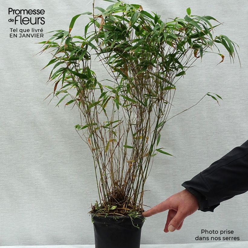 Amostra de Fargesia robusta Wenchuan - Bambou non traçant Vaso de 2 L/3 L tal como entregue no inverno